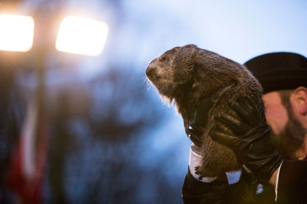 Punxsutawney Phil. 