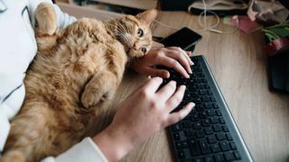 Ginger cat lying on desk