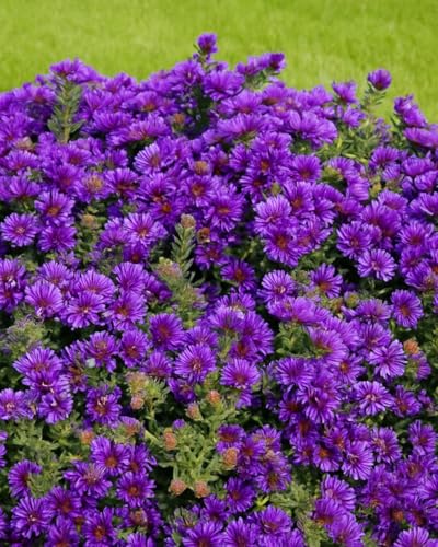Perennial Farm Aster Novae-Angliae 'grape Crush' (new England Aster) &amp;ndash; Live Perennial in #1 Container, Deep Purple Blooms, Upright Habit, Pollinator Friendly, Great for Borders &amp;amp; Meadow Gardens