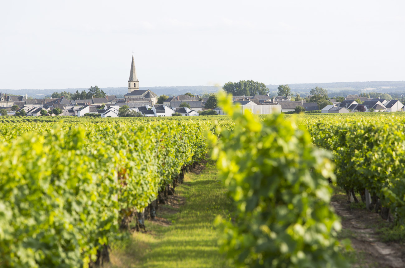 Vignes-St-Nicolas-de-Bourgueil-InterLoire-Stevens-Fremont.jpg