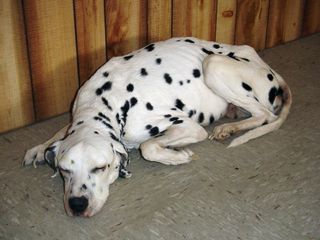 A freeze-dried Dalmatian appears to be sleeping.