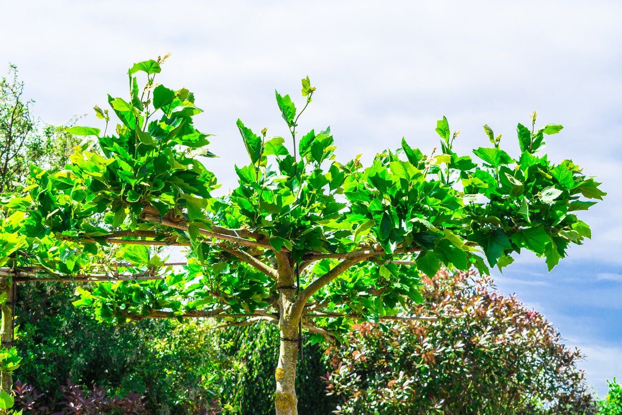 Pruned London Plane Tree