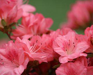 When to plant azaleas pink flowers