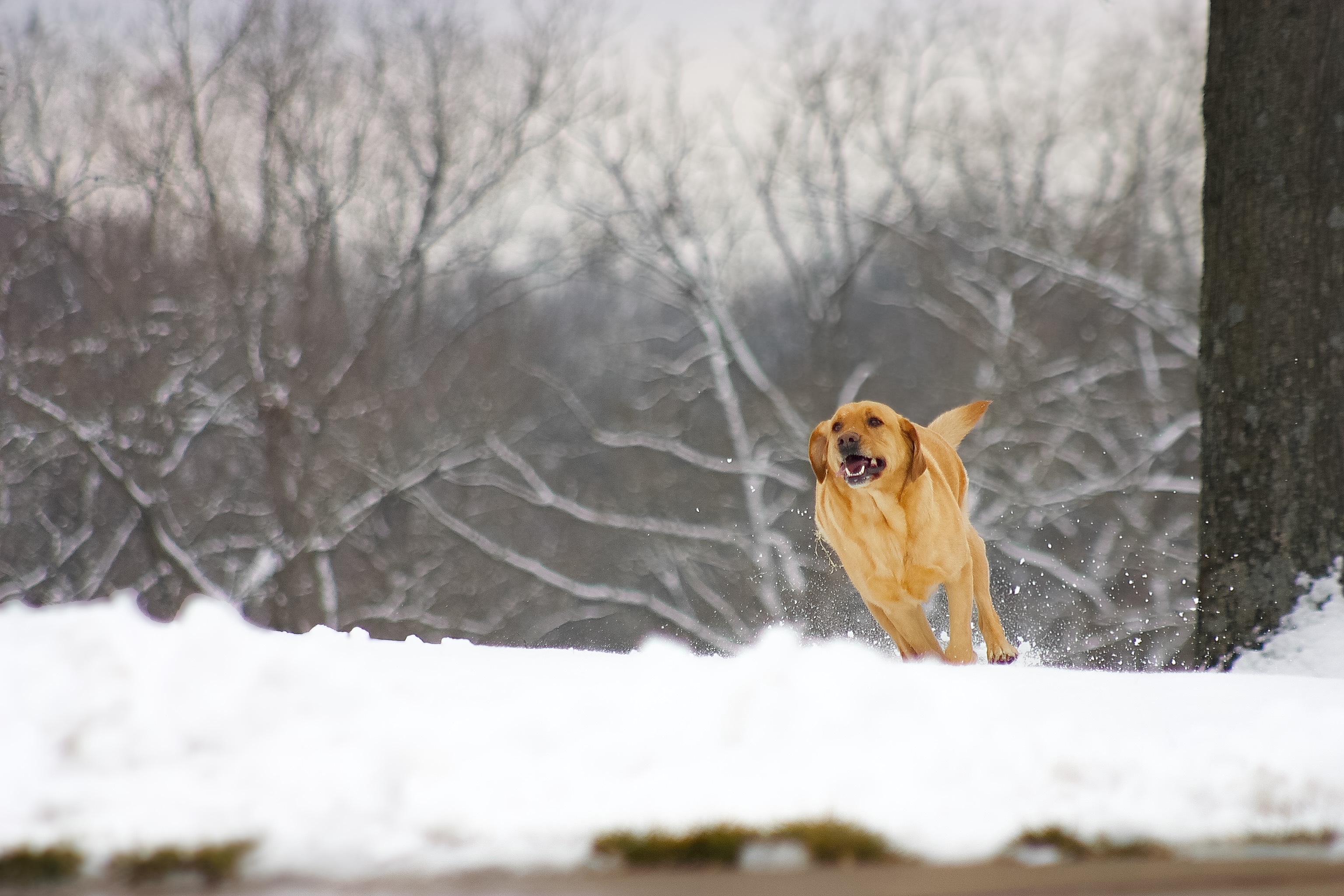 GuruShots - February 2026