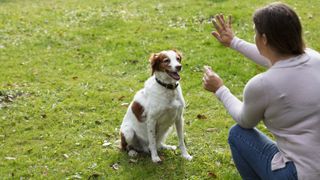 Dog being trained with treats