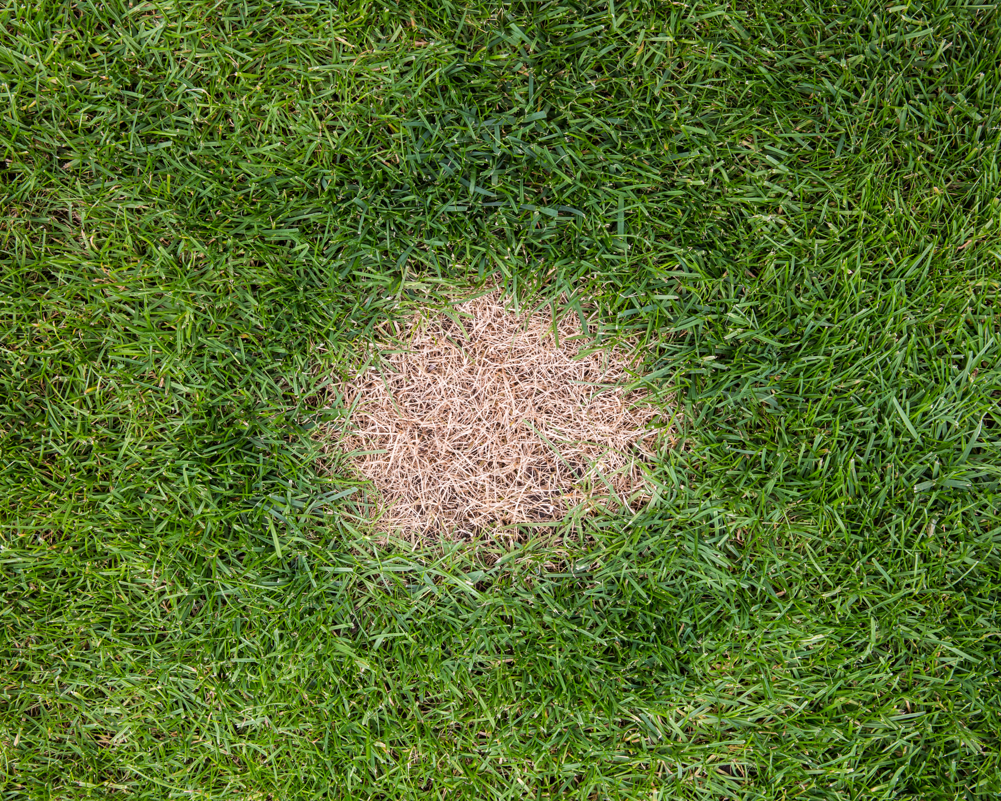 brown patch in lawn