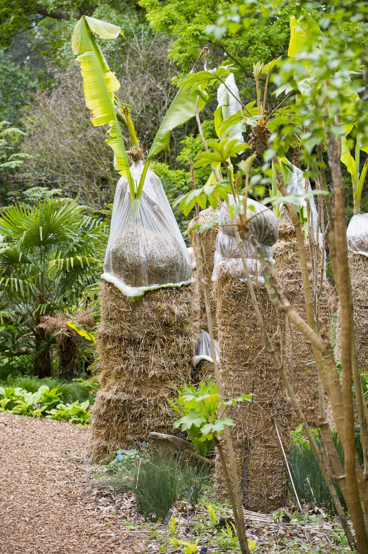 How to protect plants from winter keep your flowers, shrubs and trees