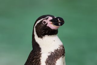 Penguin in front of a green pool