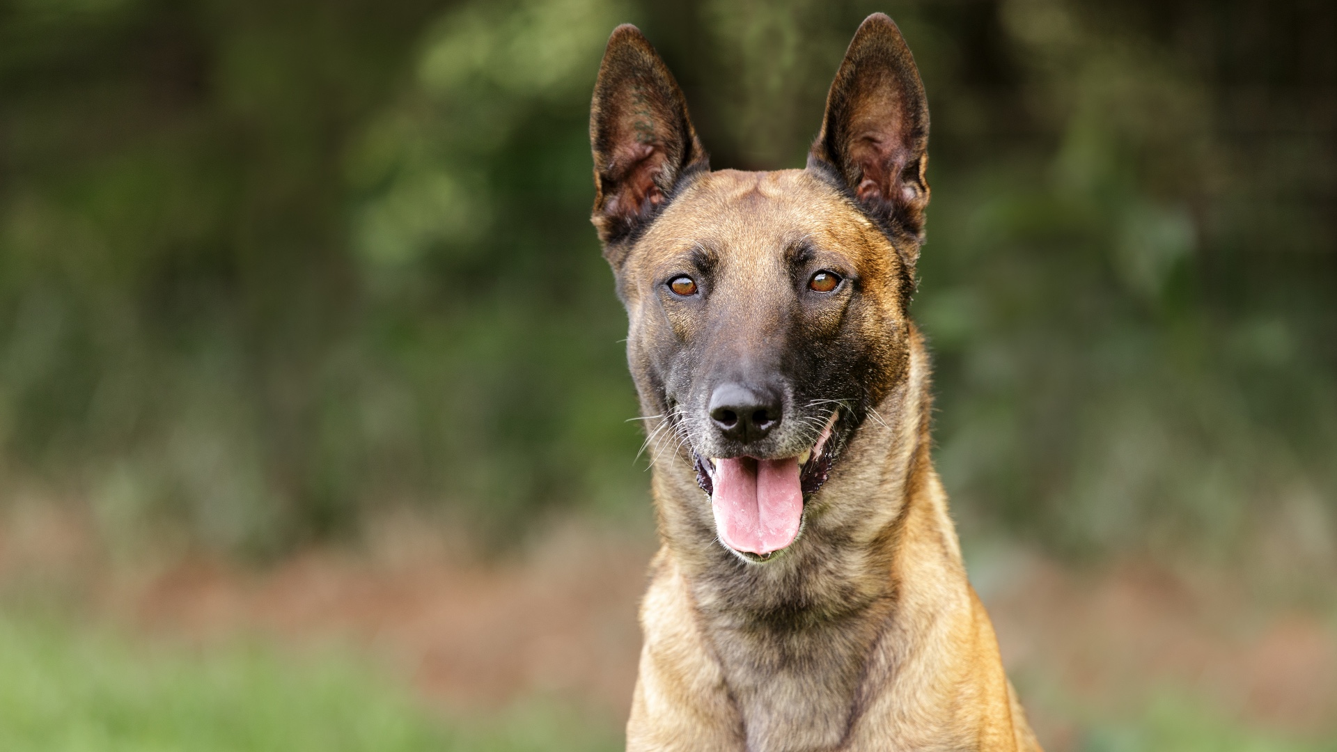 Best tracking dogs: Belgian Malinois