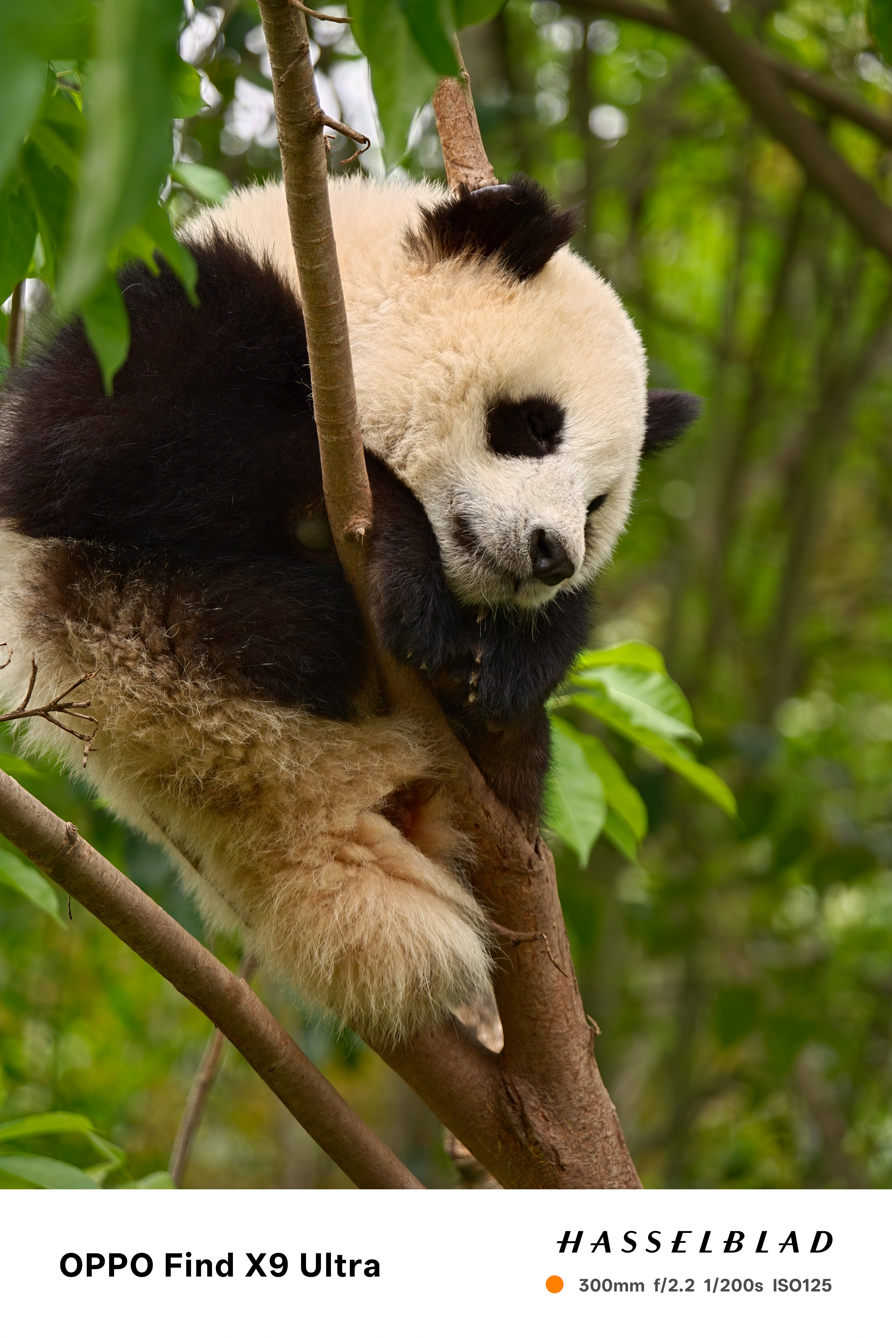 Giant panda resting sprawled across a tree branch with green foliage behind
