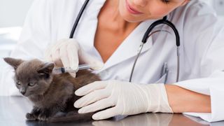 Does pet insurance cover vaccines? Cat being given vaccine by vet