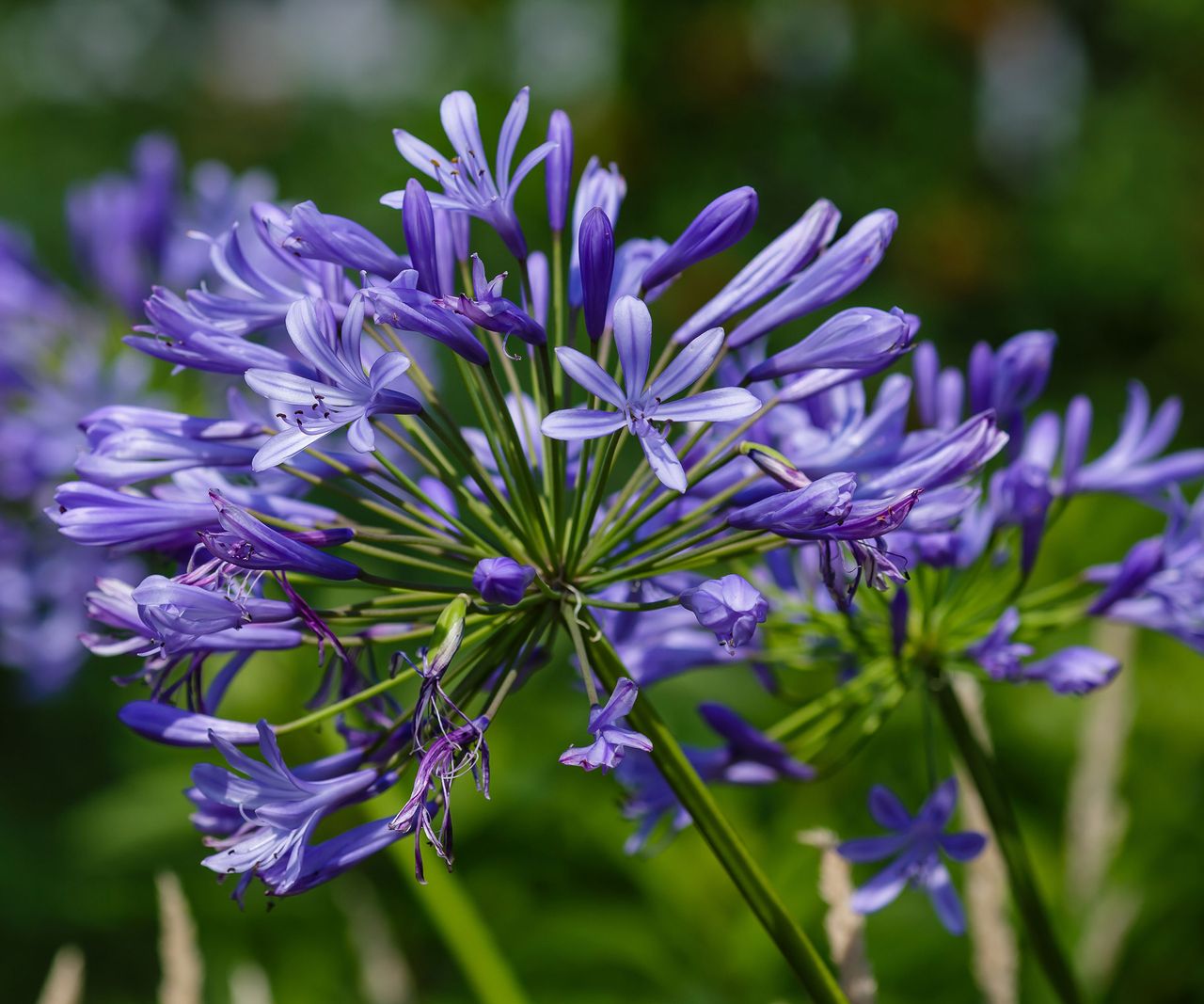 9 Old-Fashioned Flowers To Transport You To Another Time | Gardening ...