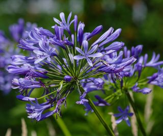 agapanthus in bloom with purple blue petals