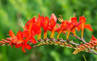 Crocosmia x crocosmiiflora Flame-coloured flowers top tall stems amid clumps of sword-shaped, mid-green leaves