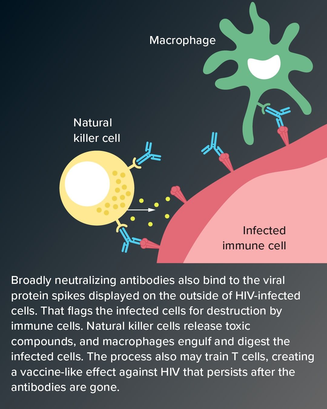 A diagram showing how broadly neutralizing antibodies can fight HIV