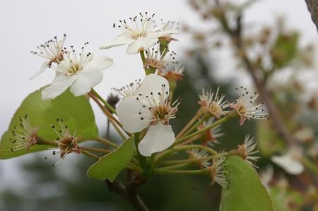 Chanticleer Pear Tree