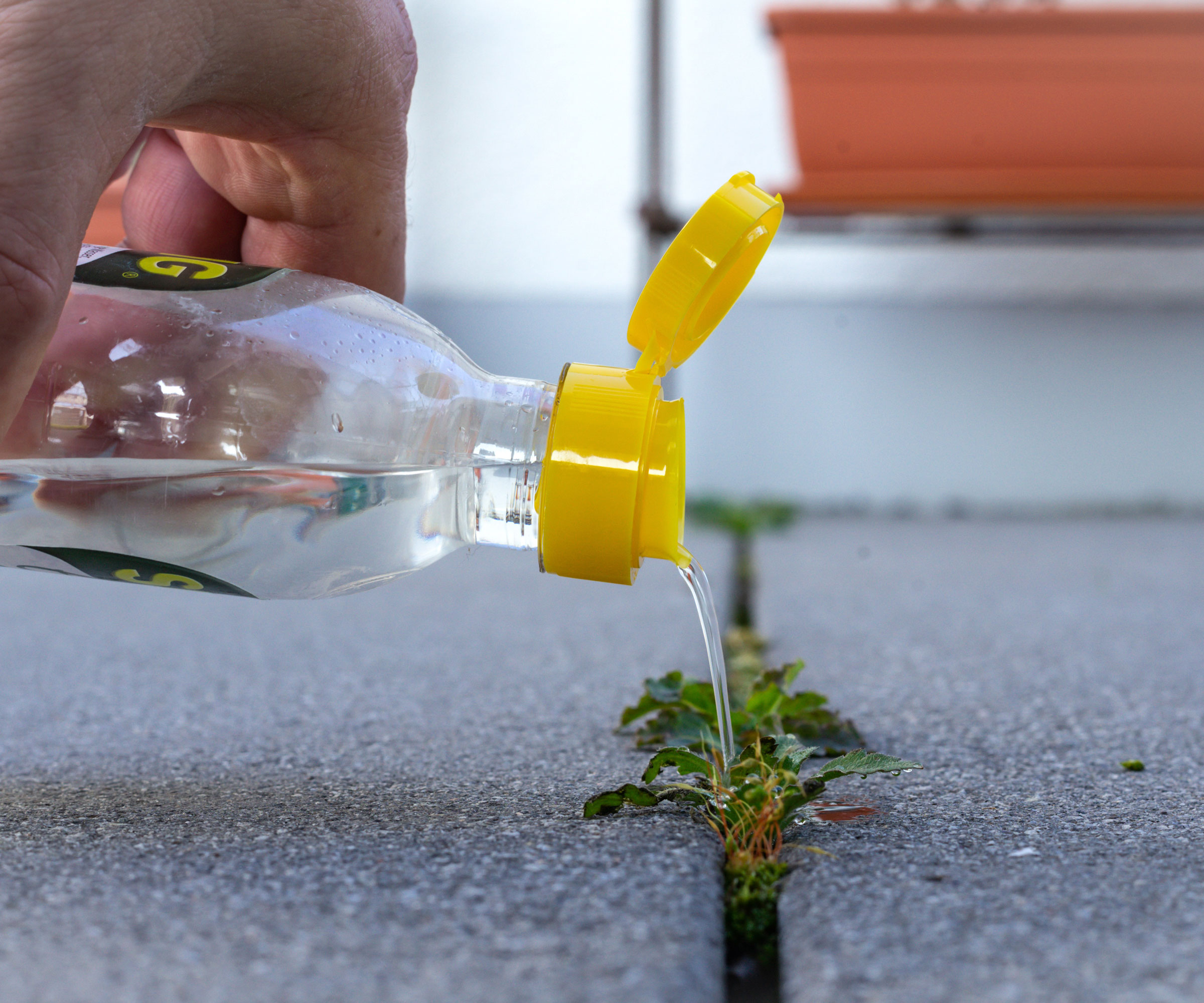 pouring vinegar on a weed in a garden pathway