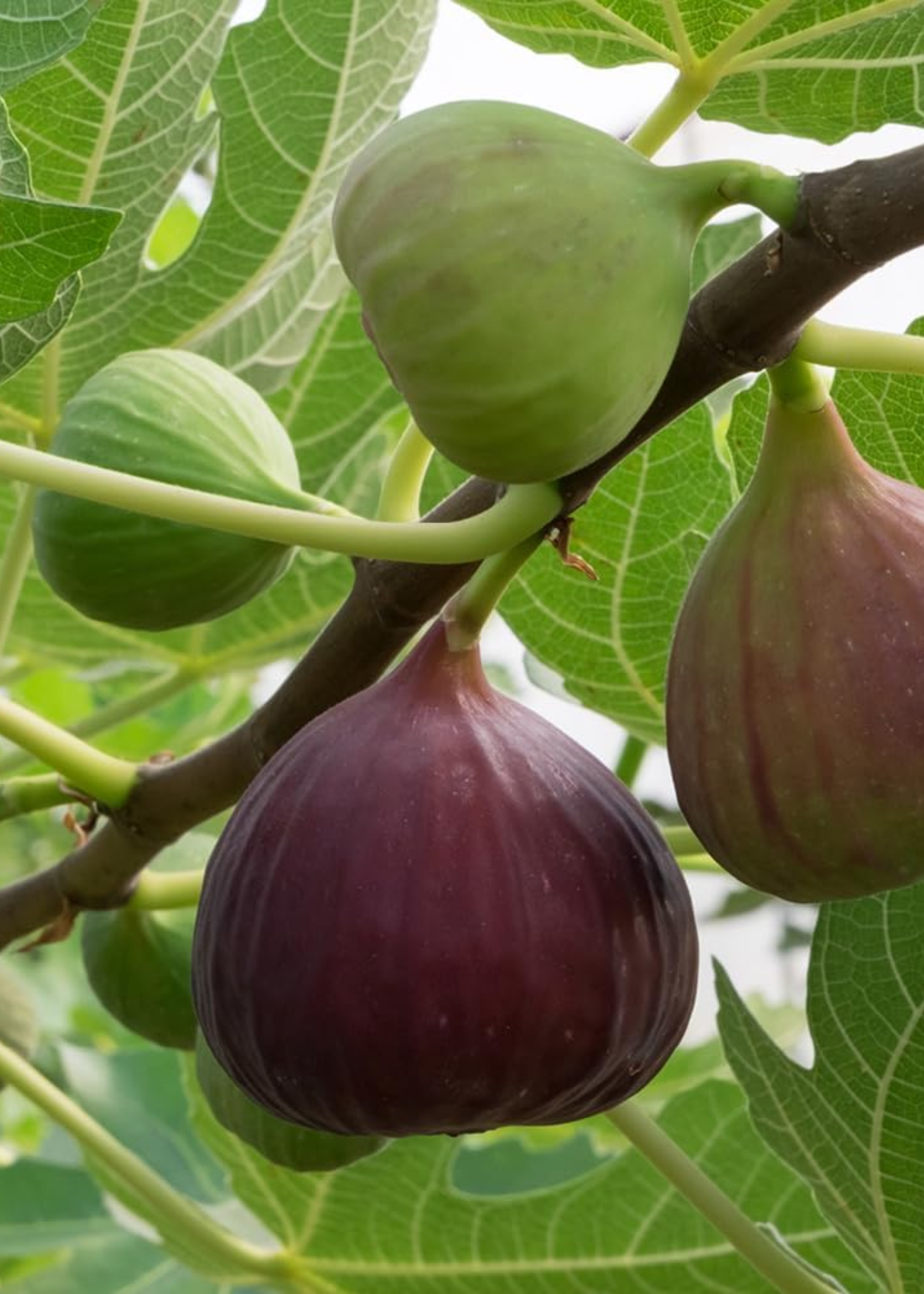 A close-up of a fig tree