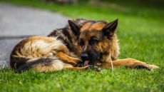 German shephard dog licking paws