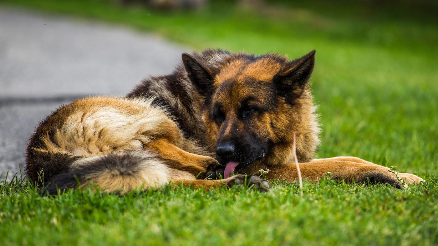 German shephard dog licking paws