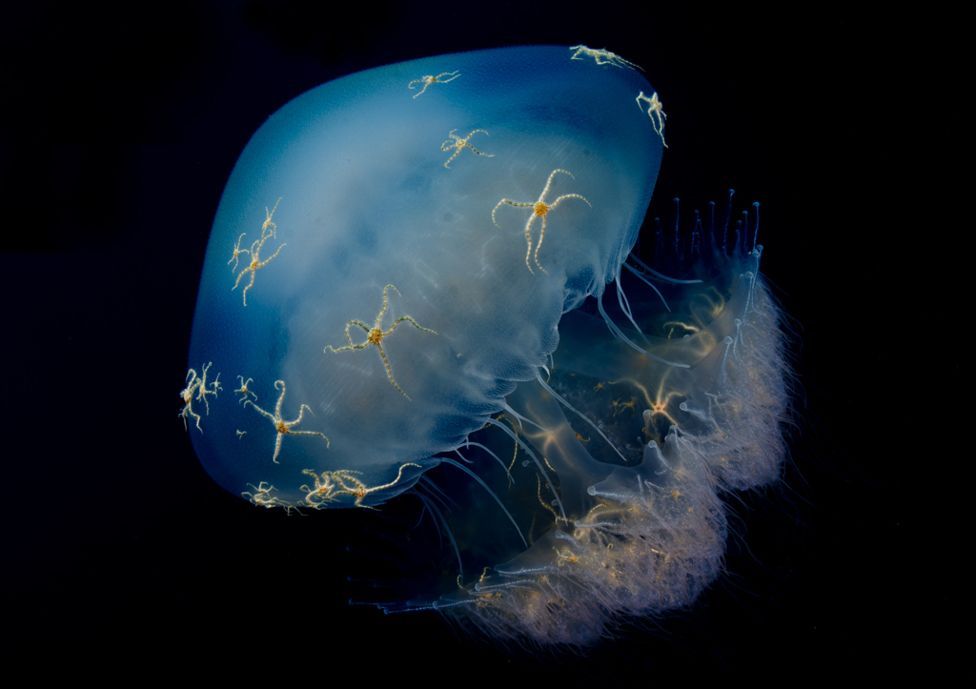 A jellyfish