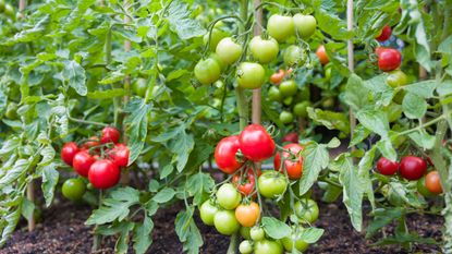 Tomatoes growing in a British garden