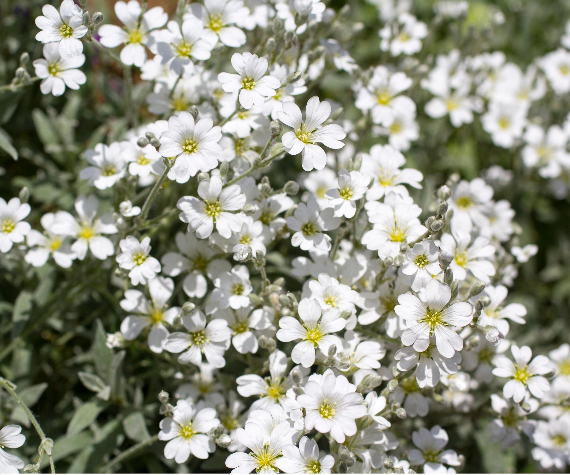 Best petfriendly ground cover plants 5 nontoxic plants Homes & Gardens