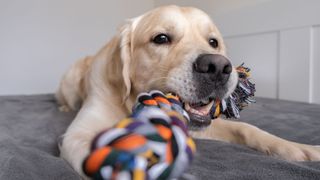 Golden retriever with toy in its mouth