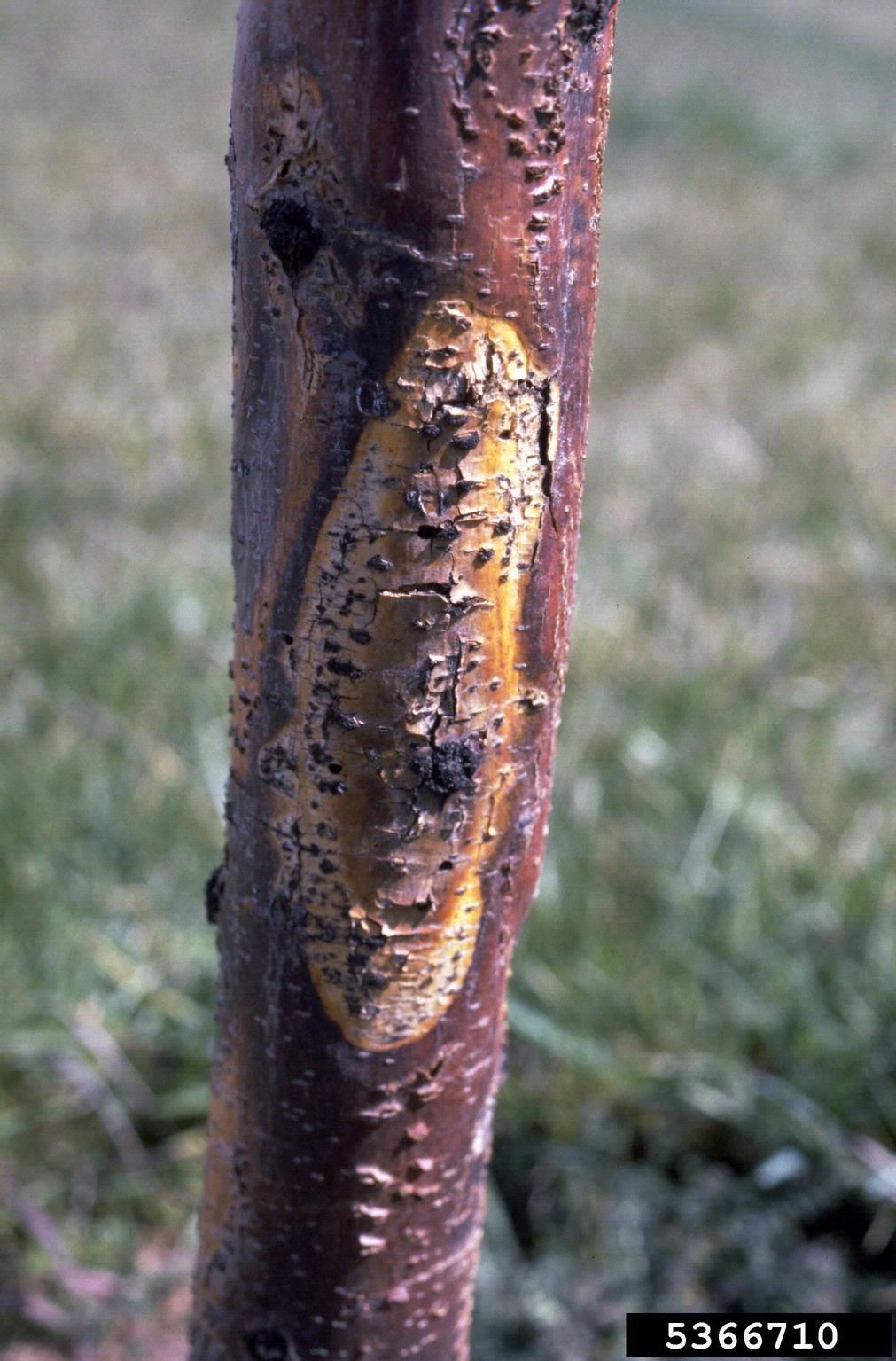 Canker On Tree Bark