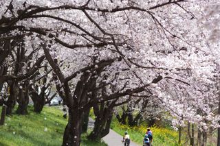 A cyclist riding through the seasons