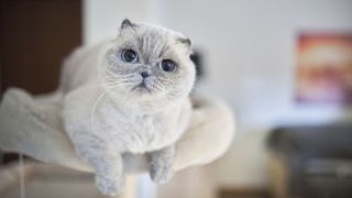 Grey Scottish Fold