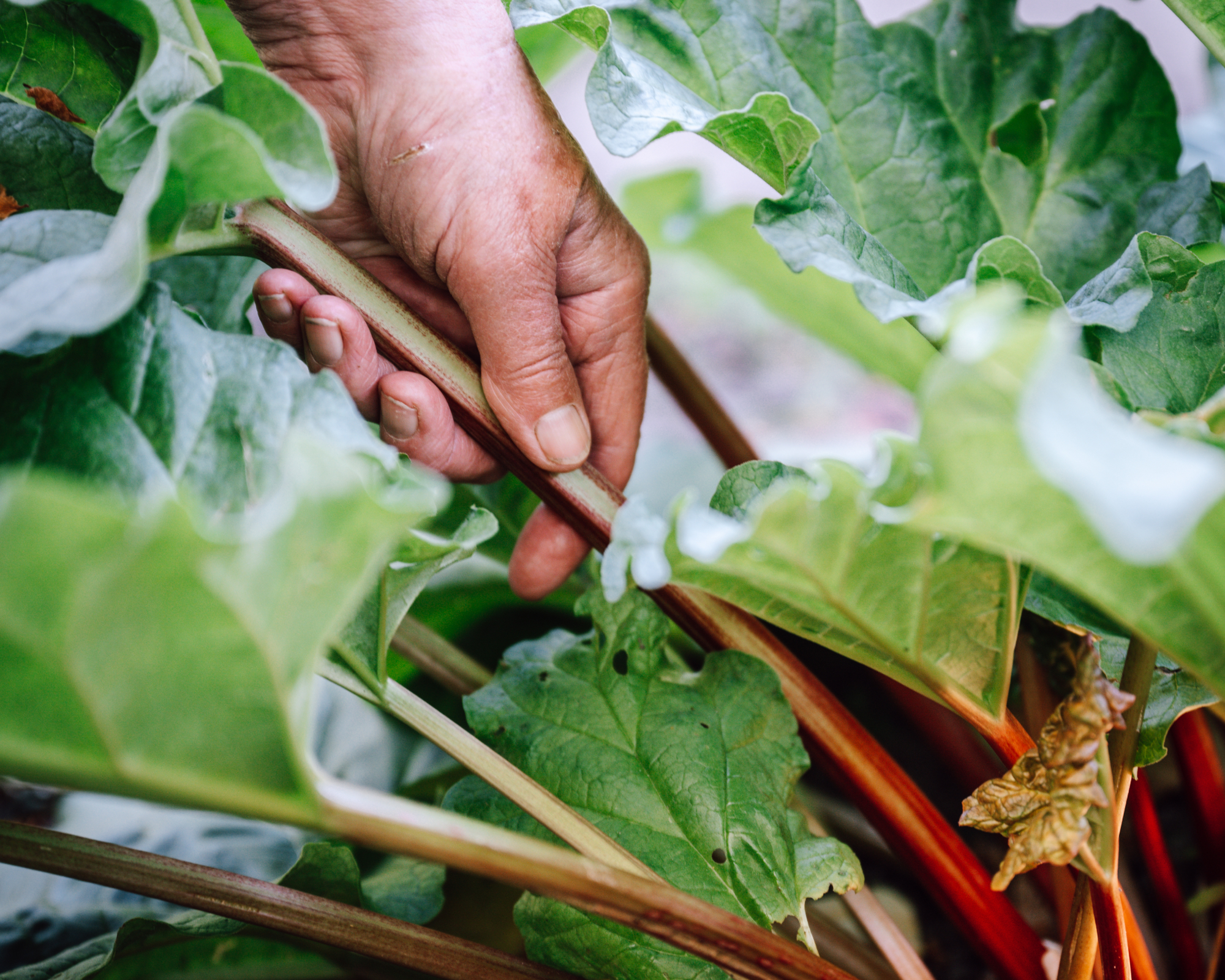 Hand picking rhubarb stalk