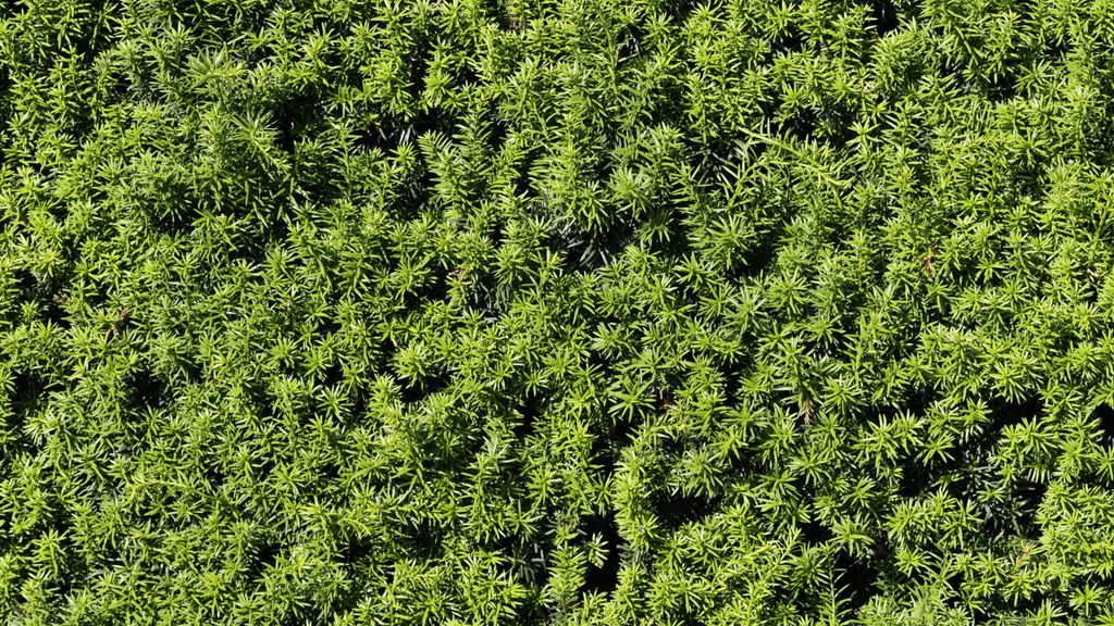 Picture of 9 boxwood alternatives for fresh evergreen ideas | Homes and Gardens