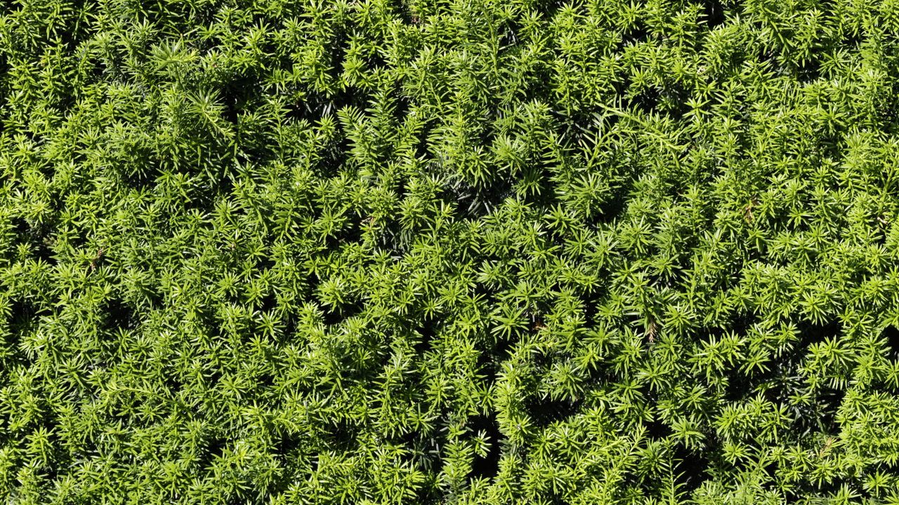 New, fresh growth of a yew hedge