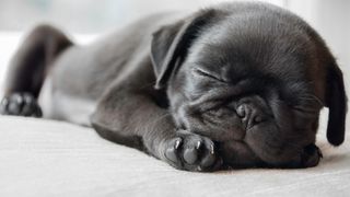 10 facts about Pugs: Black Pug asleep