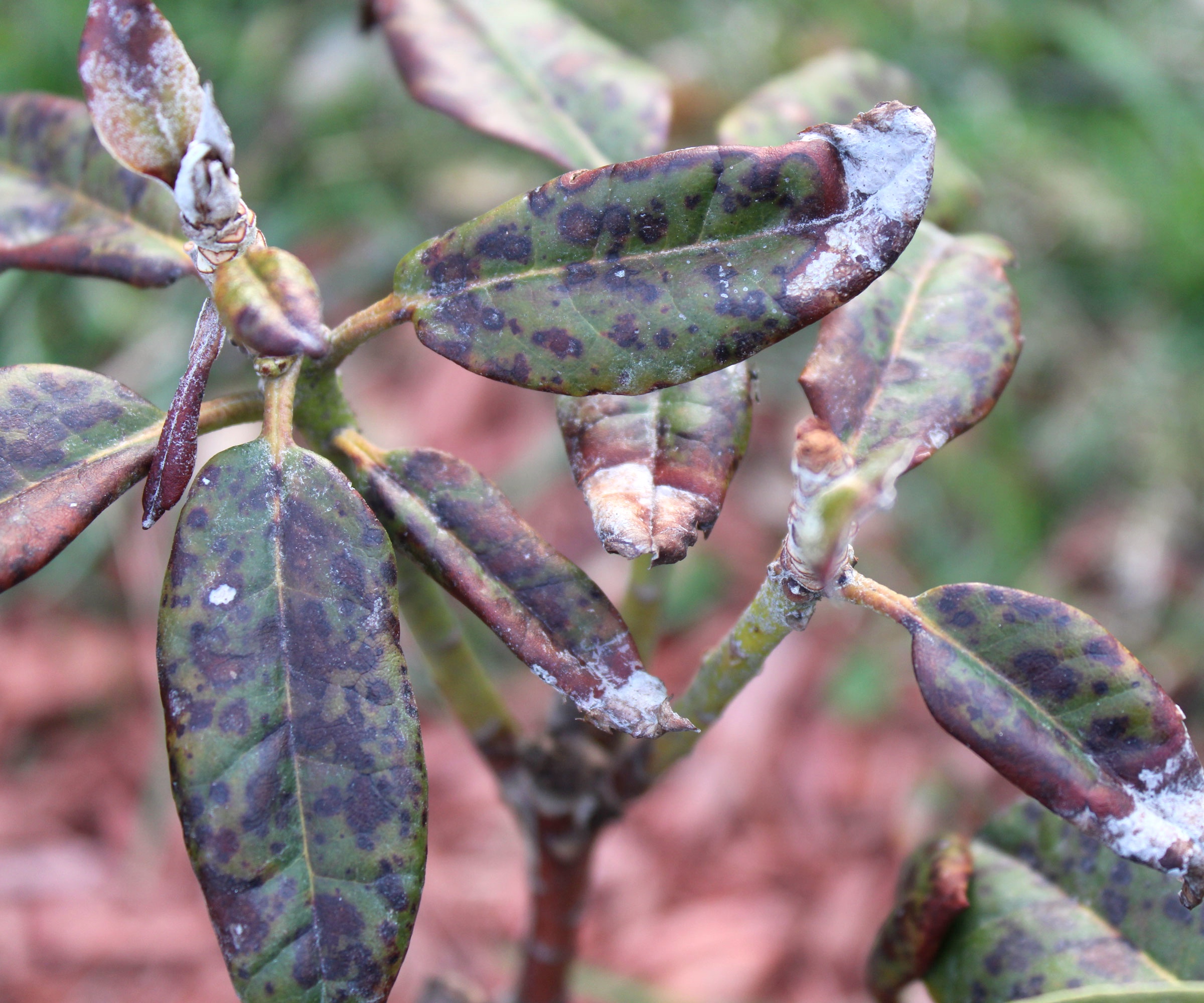 rhododendron shrub showing signs of fungal disease