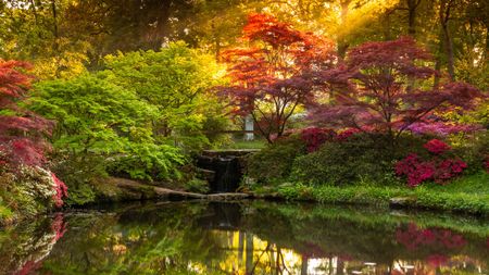 Serene garden scene with vibrant red and green foliage reflecting in a tranquil pond. Soft sunlight filters through trees, evoking a peaceful, warm atmosphere