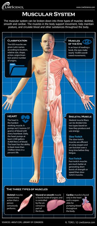 Infographic: How the human body's muscles work.