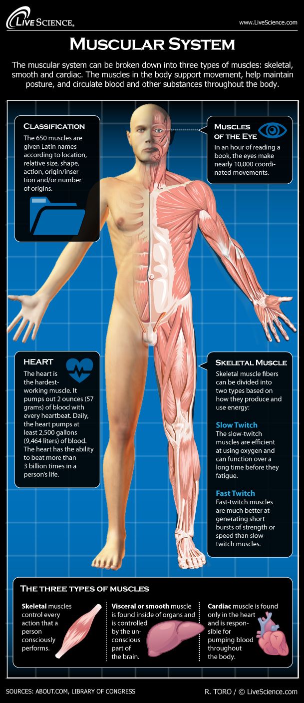 Infographic: How the human body&#039;s muscles work.