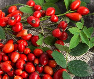 freshly harvested rose hips and leaves