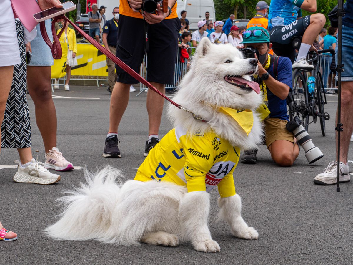 Dogs of the Tour de France