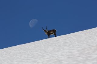 When the weather is warm, reindeer gather on the ice and snow to avoid parasitic insects.
