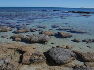 Sharks Bay stromatolites
