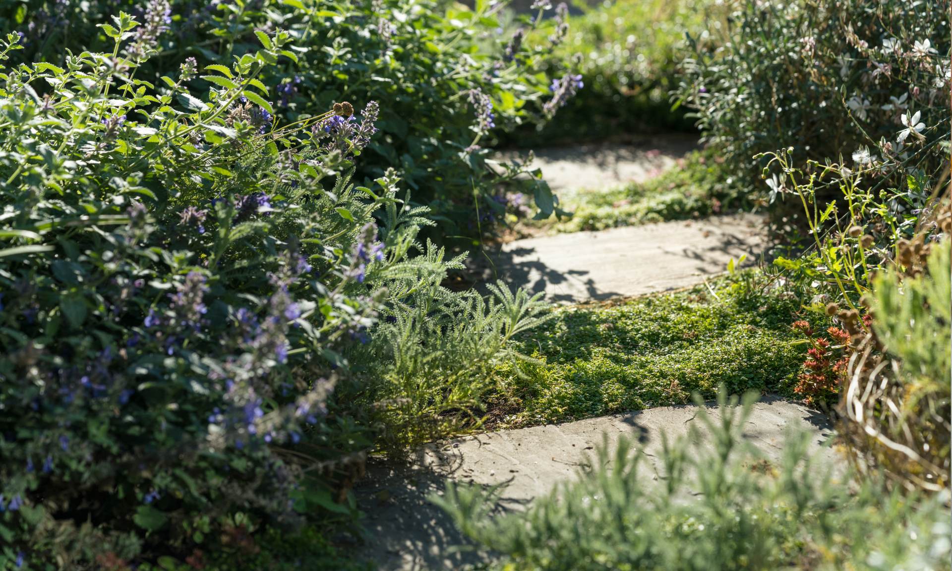 Stepping stone path with evergreen planting in gaps