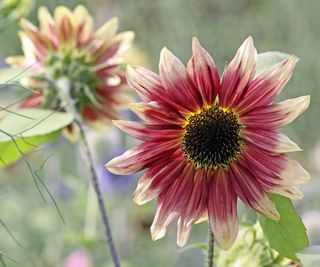 Helianthus annuus ruby eclipse