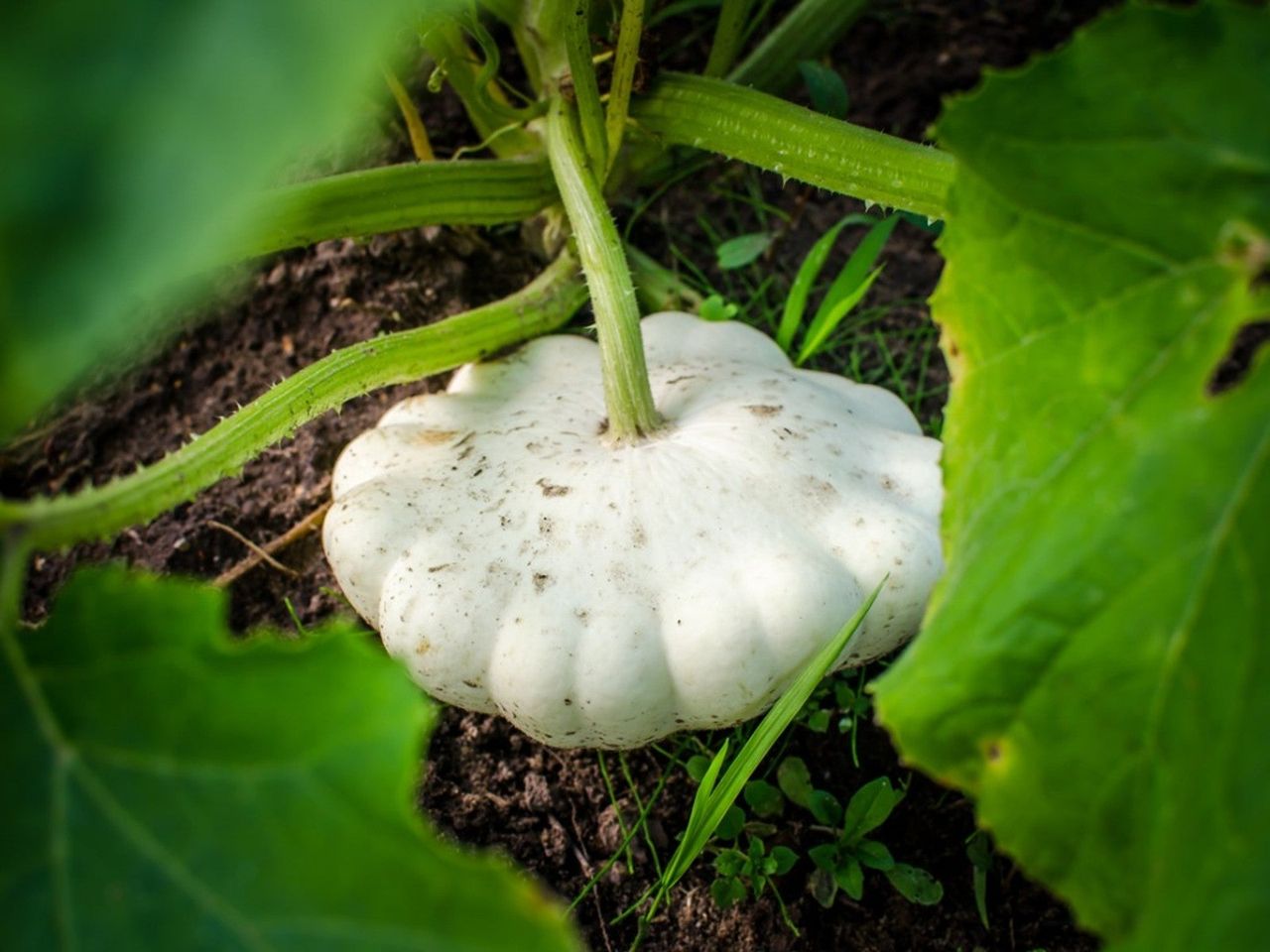 White Thanksgiving Heirloom Squash