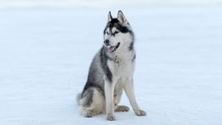 Alaskan malamute on snow waiting patiently