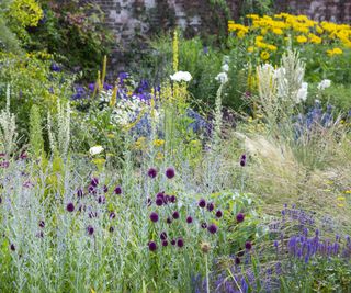 Mixed planting in a dry and sunny summer garden