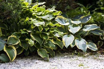 A patch of hostas