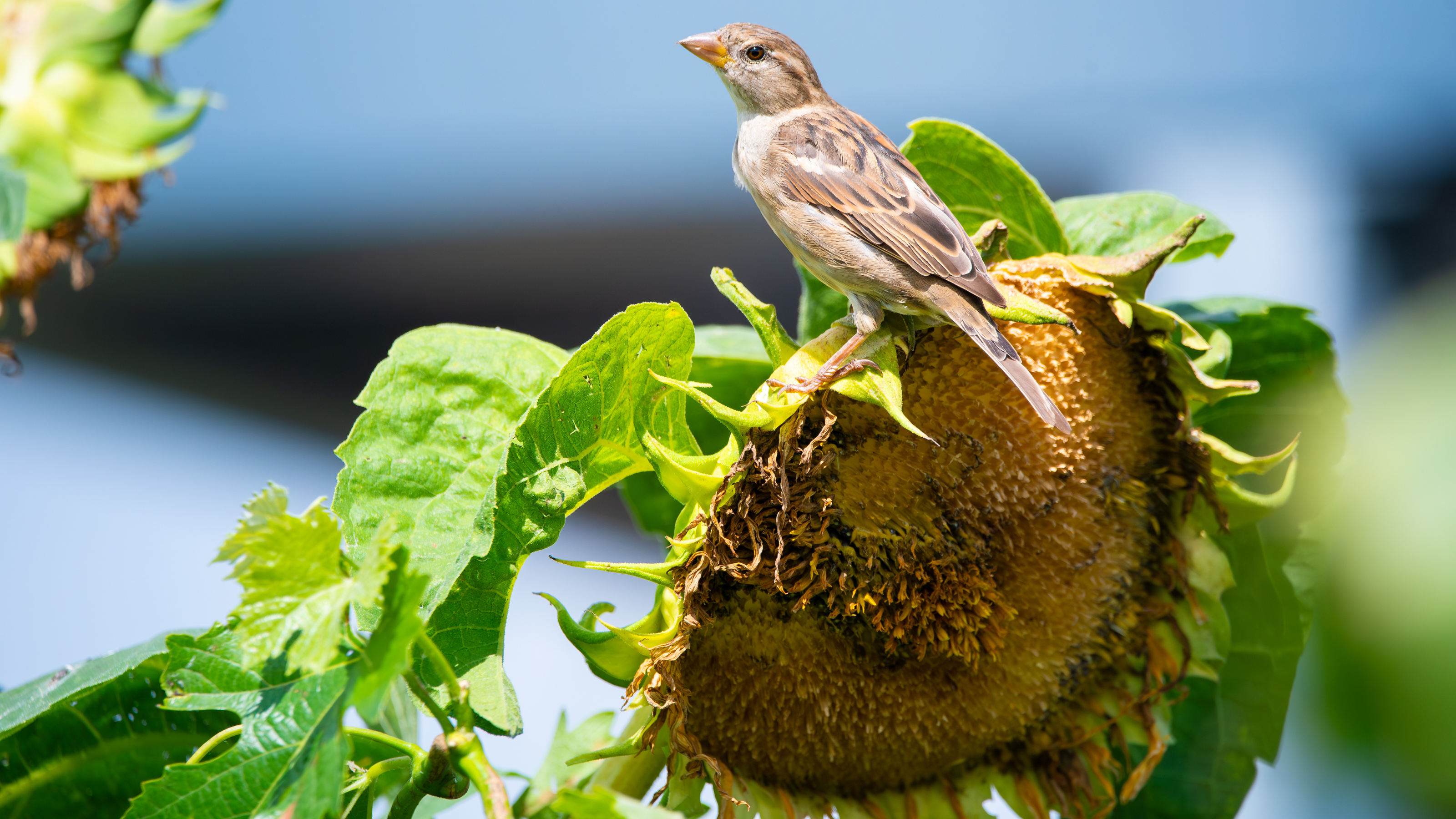 Sparrows on sunflower head.